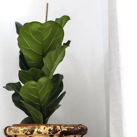 Bed & Breakfast Vaarak