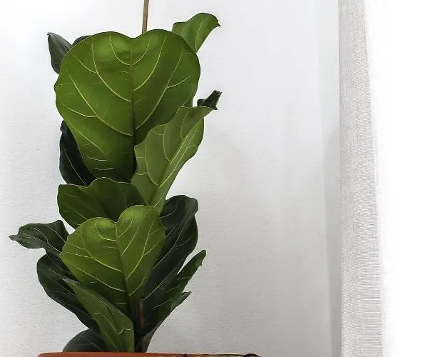 Alojamento de Acomodação e Pequeno-almoço Vaarak